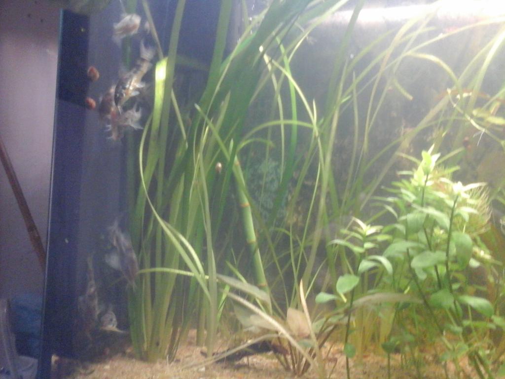 Une vie de Corydoras 20161003_180642-508dcc5