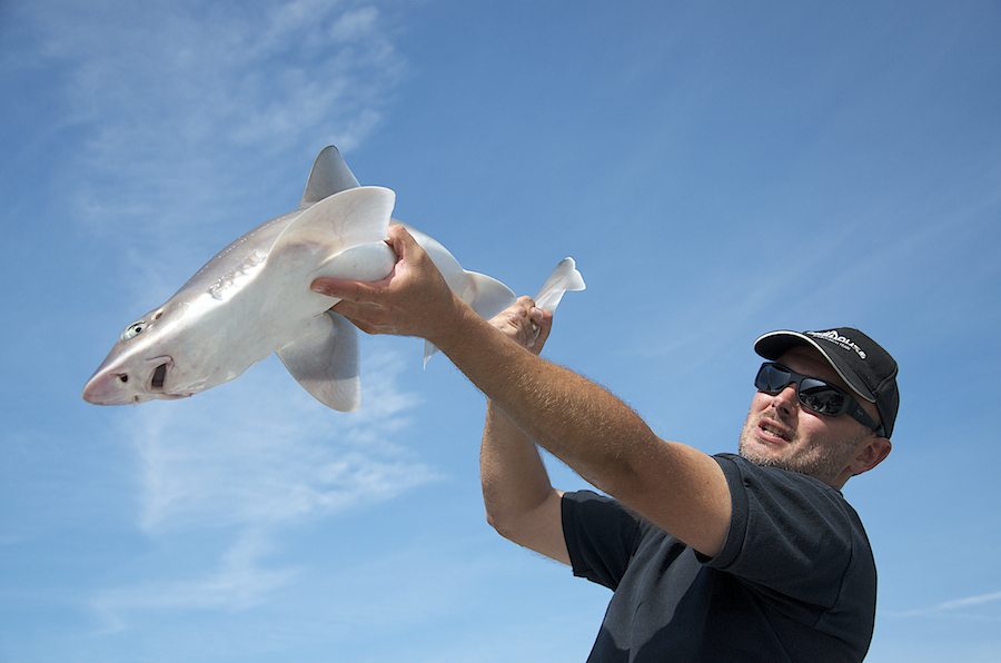 Reportage : pêche aux requins _9sc0065-479d011