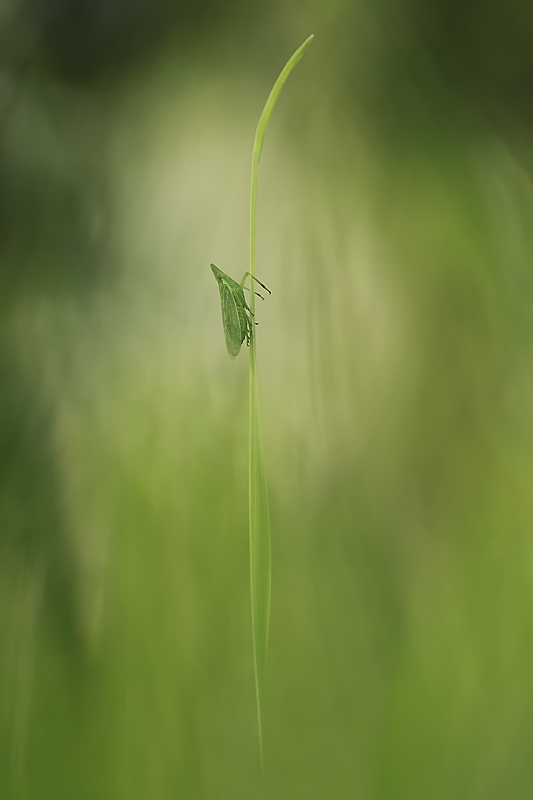 POTD non Lumix du 26/08/2014 Img_67509-2v1bis800--47533df