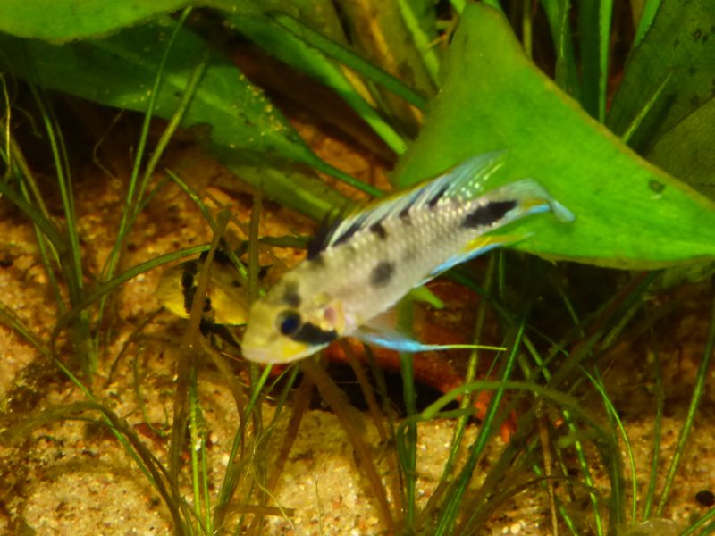 Apistogramma Rositae LOW TEC P1020528-4c80853