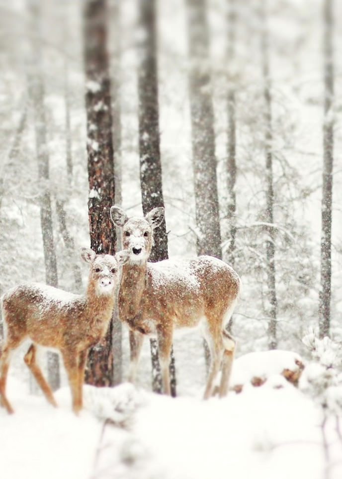 Les premiers flocons ........ 9-513b6c6