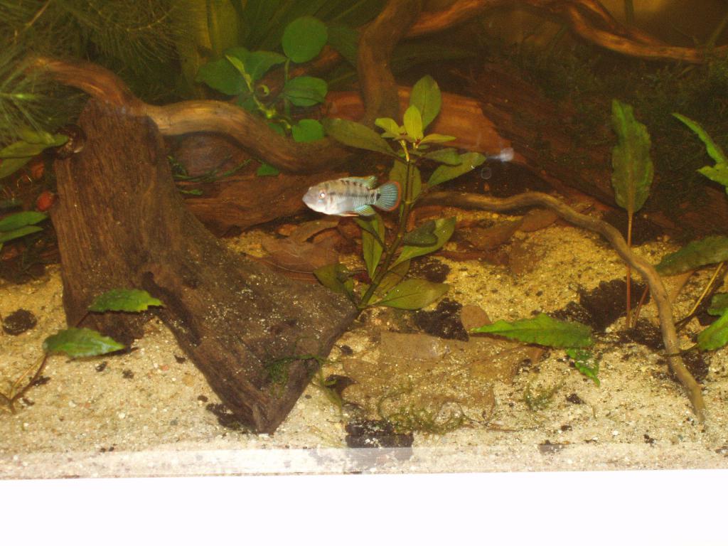 180L Pérou / Apistogramma Baenschi F2 P1010013-47542a8