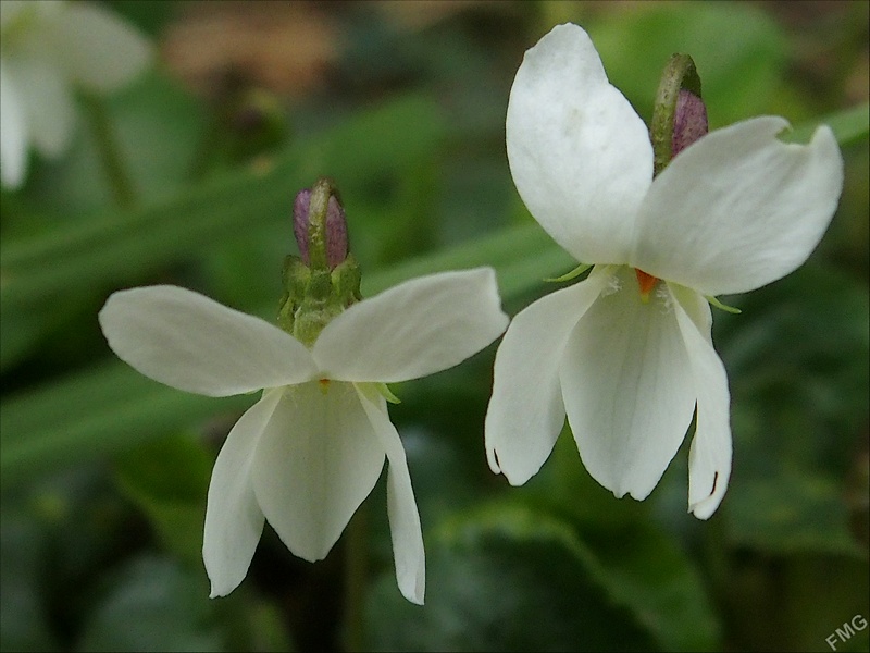 Premières au jardin Stfg3216_v-51cb996