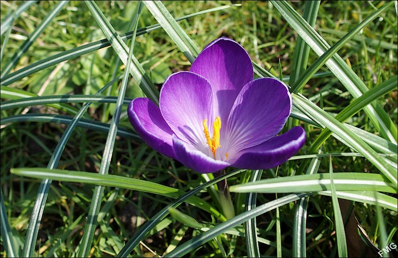 Crocus à croquer Fgst0806_c_v-4eb93da