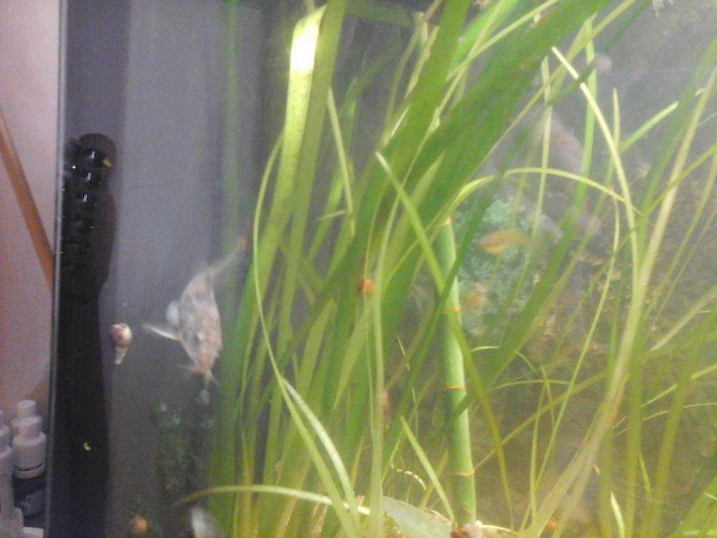 Une vie de Corydoras 20161003_164124-508d990