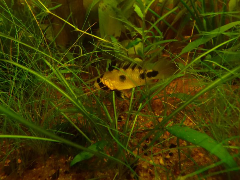 Apistogramma Rositae LOW TEC P1000840-4a6e76a