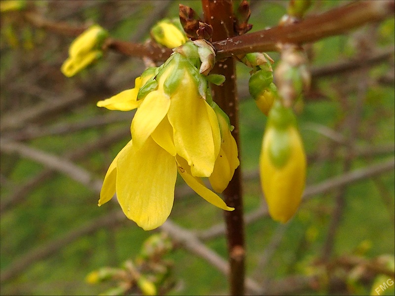 Premières au jardin Stfg3136_v-51c641e