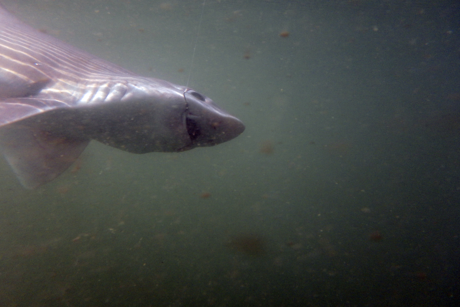 Reportage : pêche aux requins P9130032-479cf68