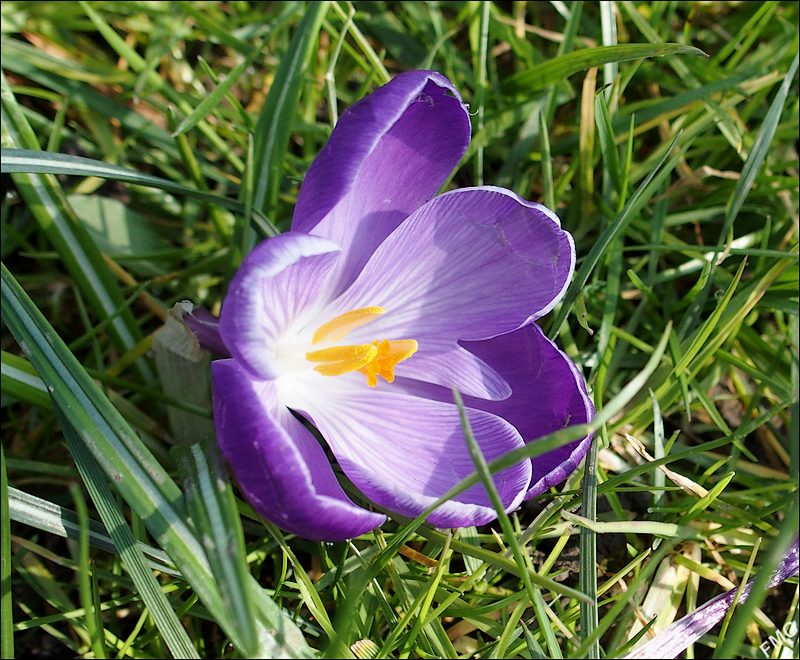 Crocus à croquer Fgst0808_c_v-4ec2108