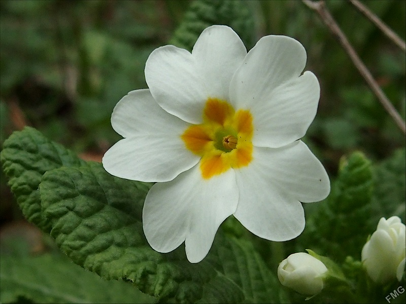 Premières au jardin Stfg3140_v-51c6428