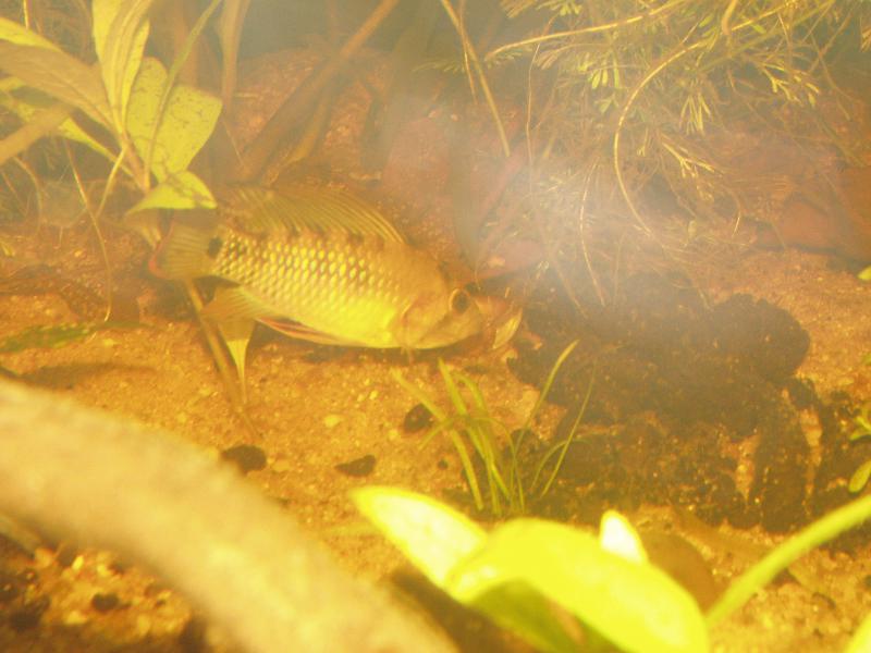 Apistogramma Baenschi P1010087-4810f1b