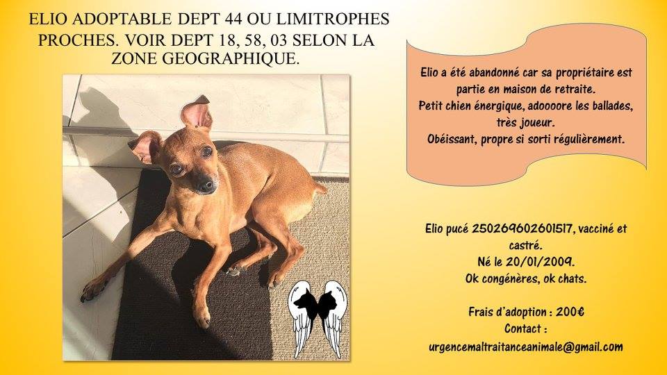 ELIO - mâle Pinscher - 01/2009 - UMA Elio-50cb746