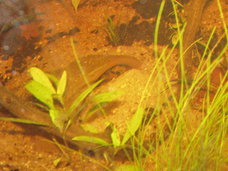 Apistogramma Baenschi P1010089-4810f36