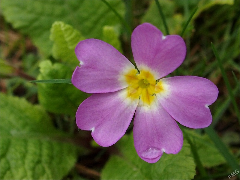 Premières au jardin Stfg3146_v-51c642e