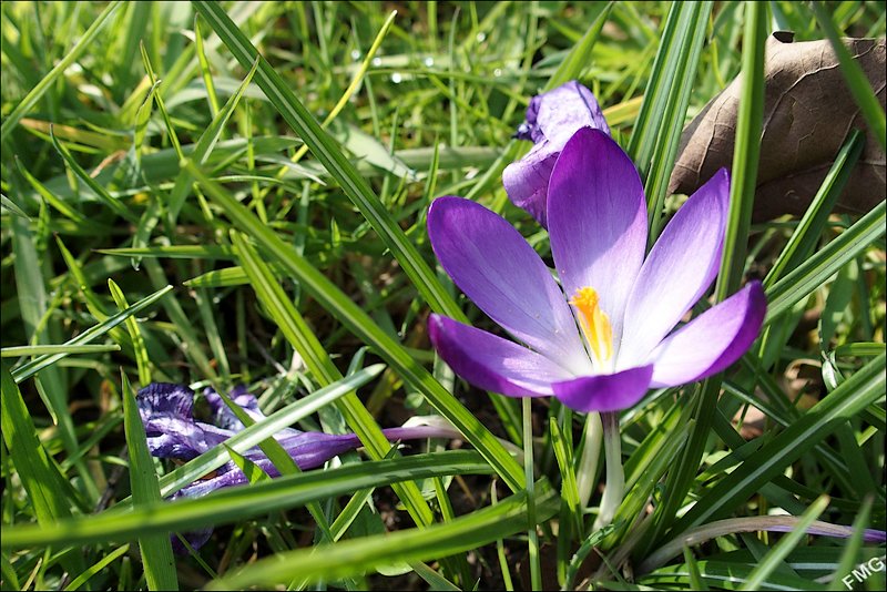 Crocus à croquer Fgst0812_v-4ebd291