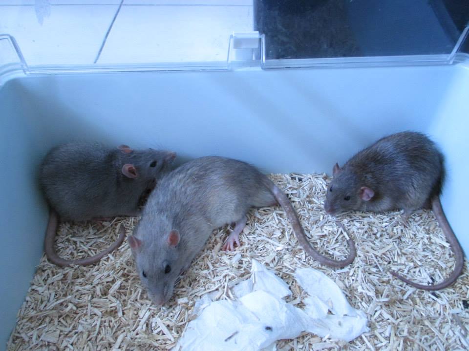 [Rongeurs en Destress] 5 rats males issus de saisie  Red0492---red0493---red0494-46f443a