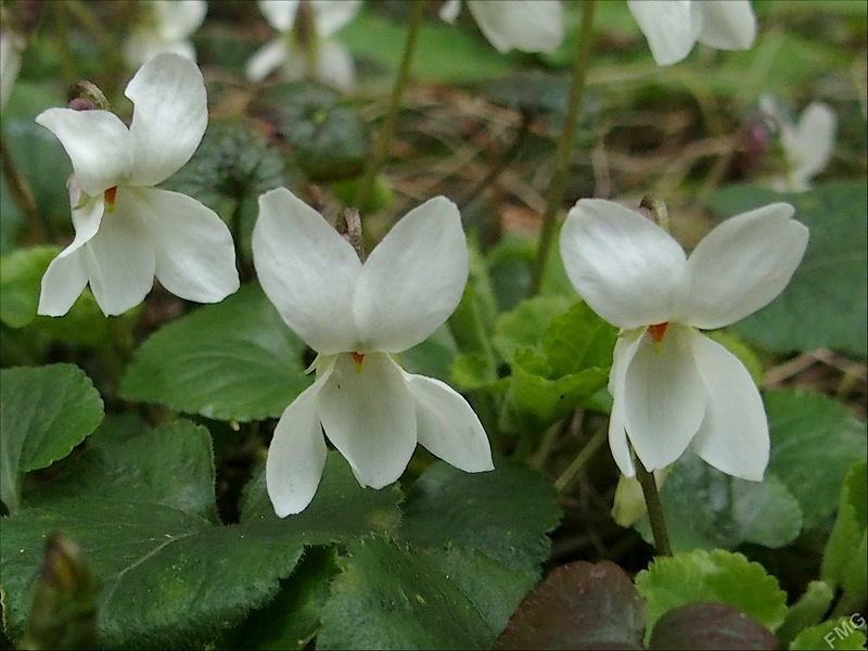 Premières au jardin Stfg3214_c_v-51cb993