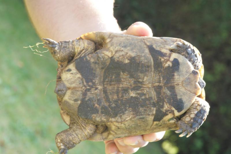 Identification tortue. Tortue-comp2-46eb9cd