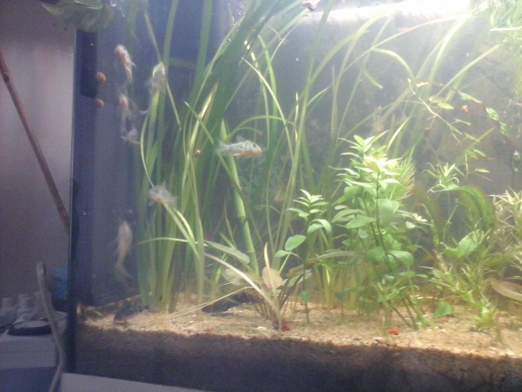 Une vie de Corydoras 20161003_180650-508dccb