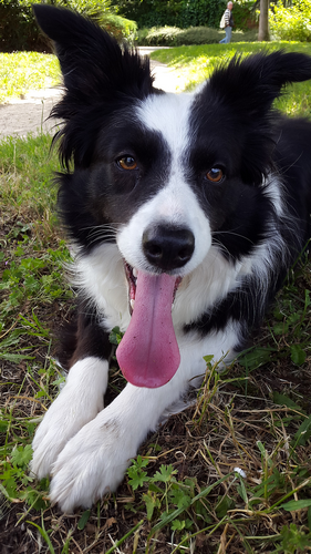 "Juste" un chien ? Et puis quoi encore ! [Gess, border collie] Gess-53249a1