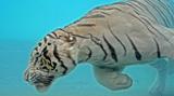 Anda Hobi Berenang? Berani Coba? Th_76164_diving_white_tiger_09_122_43lo