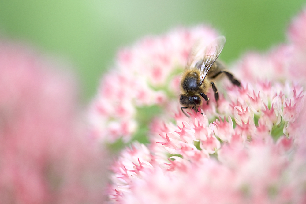 Bee in pink ! _dsc5999-588d6aa