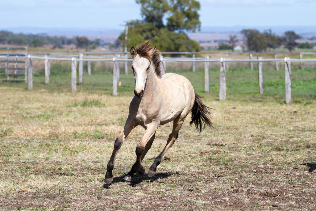 ≈ vrac. - Page 12 Hh_iberian_canter_front_view_by_chunga_stock-d7vwonp