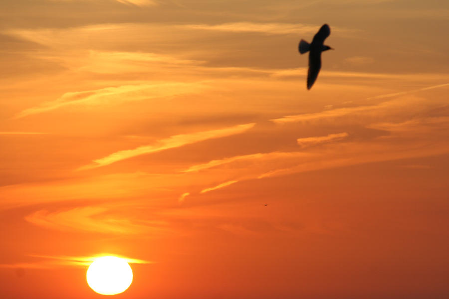 >>> Atardeceres... Puestas de SOL <<< - Página 28 Sunset_and_bird_by_flash4me