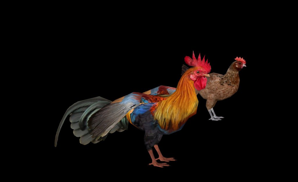 User - Made Creations - Page 3 Kauai_feral_chicken_by_thehuialord-dasqej5