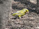 turkmenistanski zelendur-c.chl. turkmenicus Th_06520_Carduelis020chloris120turkestanicus120122_123_782lo