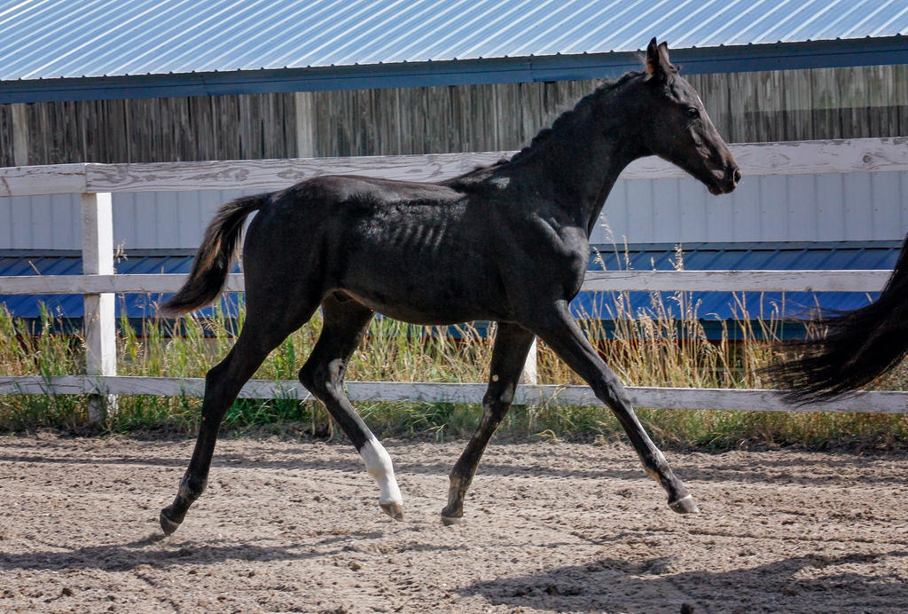 ≈ vrac. - Page 13 Black_warmblood_foal_004_by_notorious_stock-d9niudi