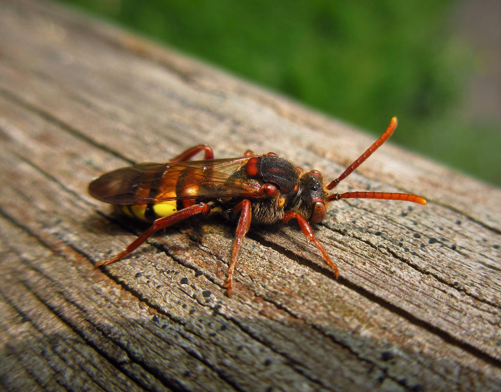 Guêpe Coucou Cuckoo_bee_by_calidris555-db7vq20