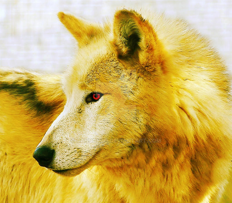 Partida de Huellagris - Página 2 Golden_wolf___manipulation_by_canuckzd-d18sfrv