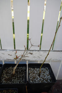Transplantando plantones de Prunus (fotos paso a paso) Th_388296558_P1080436_122_464lo