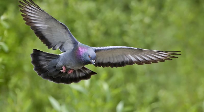 100 ألف يورو ثمن حمامة Bb0Rock_dove_-_natures_pics