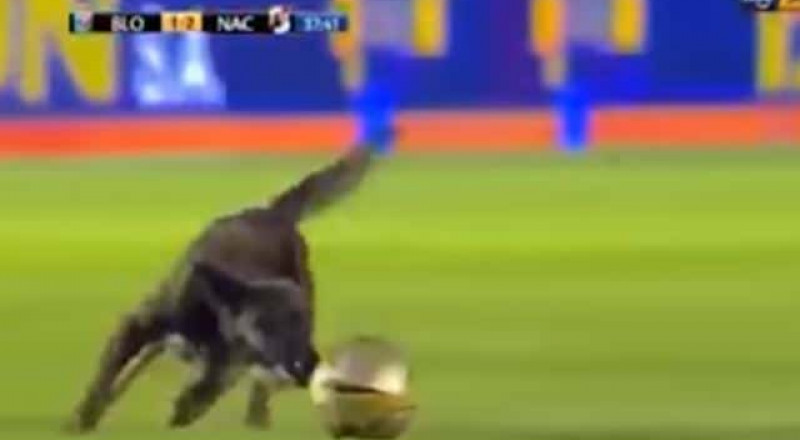 كلب يقتحم ملعباً خلال مباراة ويقتنص الكرة من اللاعبين Bb1301