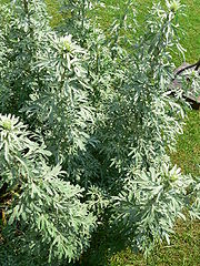 Ôde à l'Absinthe Feuilles_Artemisia_absinthium_absinthe-62c4a