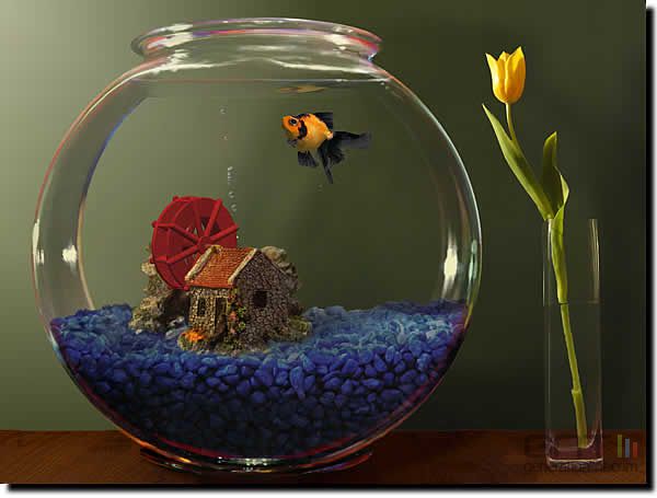 Aquarium design Goldfish-aquarium-screen-2_09025801C700790201