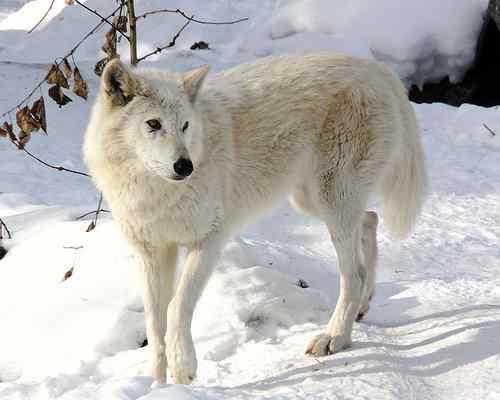  أجمل 10 أنواع من الحيوانات القطبية - الحيوانات القطبية الأكثر جمالا  The most beautiful in the snow 10 kinds of animals  1259407465118