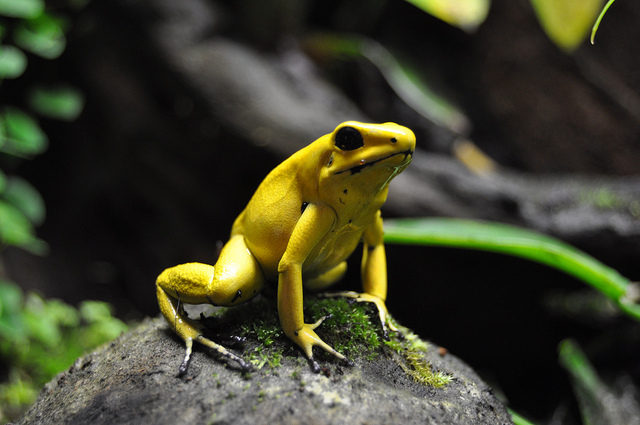 "Dendrómetro": Guía de vivarios, según la especie. Proud_terribilis