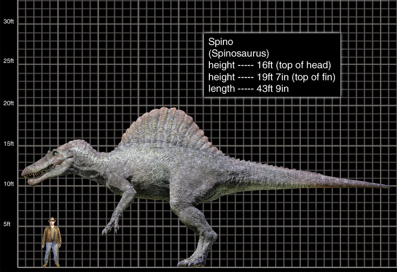 el spino era joven ? - Página 3 Spinosaurus_aegyptiacus_comparacion