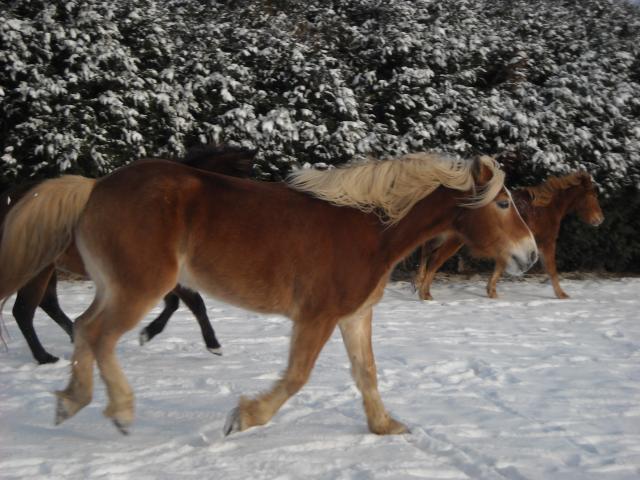 Matt Nath Voilac l'haflinger des Daltons... Dscn0123-9e5314