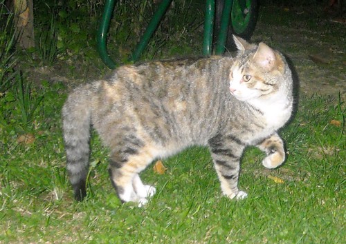 Ella chatte tricolore 3 ans FIV+ sans queue - dpt 35/56 Ella3-1021c03