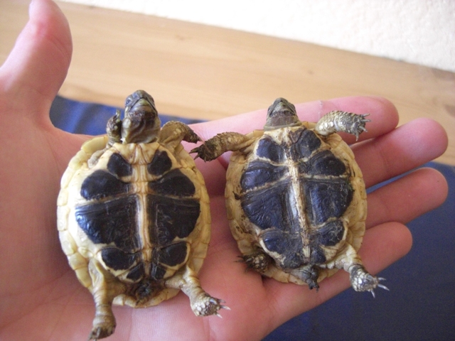 A IDENTIFIER MES  PEPETTES Tortue-3-d1b7d7