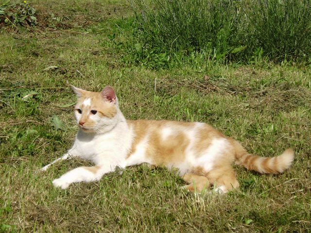 Marmelade chat roux et blanc aveugle cherche FA dpt 35/56/44 P6210011-101eaf8