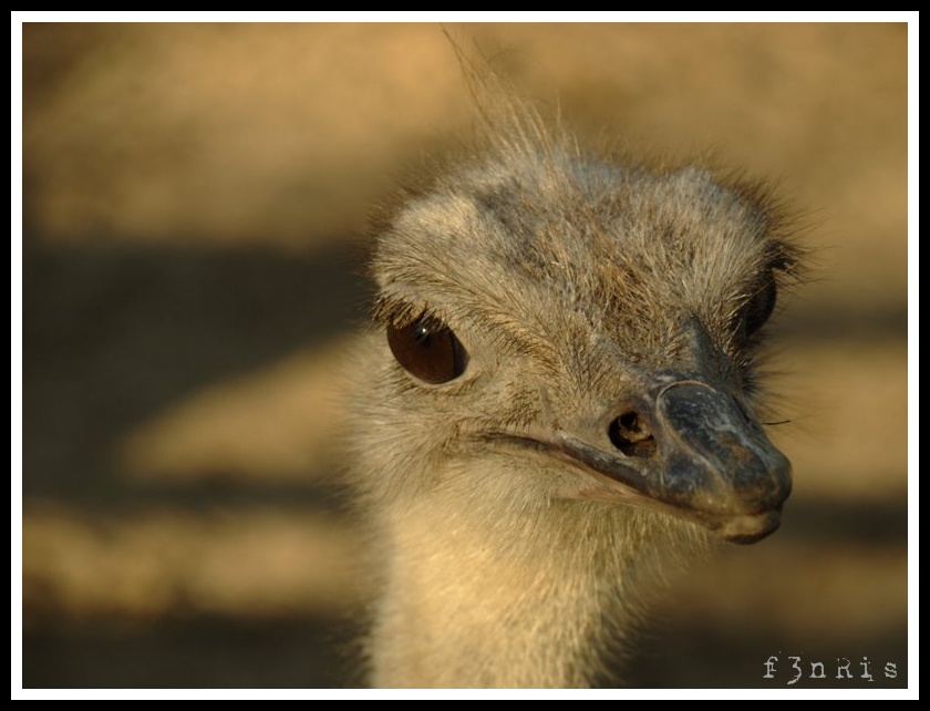 visite au zoo _c283976_gf-977d01