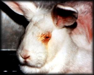 Exprimentation animale : Boycottez l'Oreal ! Lapins2-4d6337