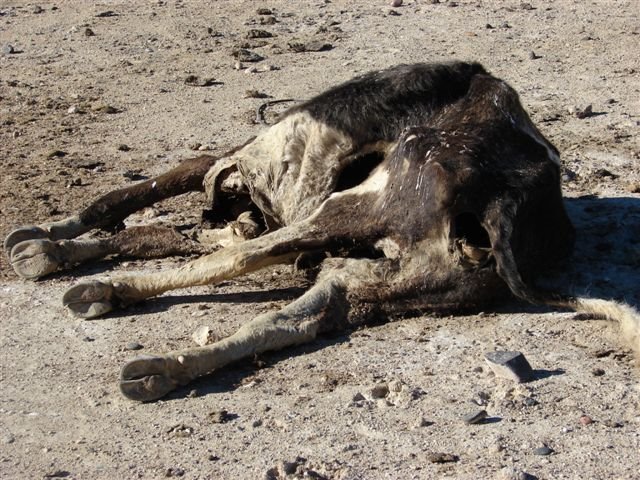 Argentine: Les cas de mutilations à la hausse Mute-02-1102321