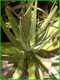 dico herbologiquee d'Angel (Apprenez les vertues des plantes)aujourd'hui la lettre A Aloe-vera-f70f84