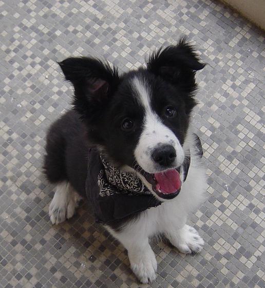 MAGNIFIQUE femelle border collie de 4 mois Sud-Est Dusty-525656